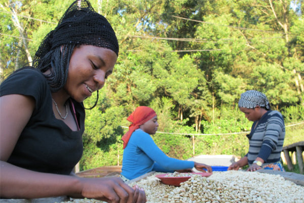 Neumann Kaffee creates NKG Bloom to aid coffee families Neumann Kaffee creates NKG Bloom to aid coffee families