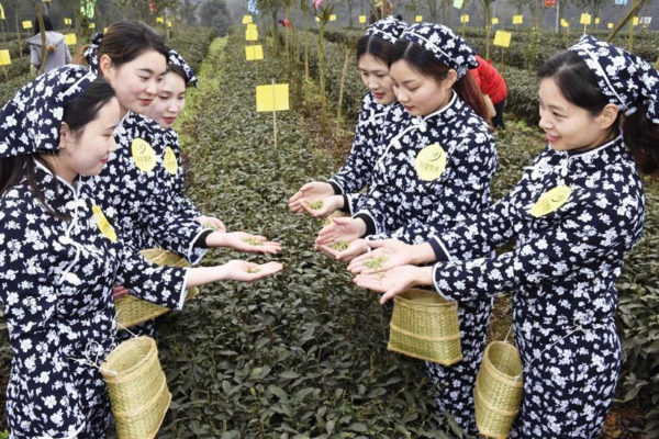Yibin hosts Sichuan China 2017 annual International Tea Conference Yibin hosts Sichuan China 2017 annual International Tea Conference