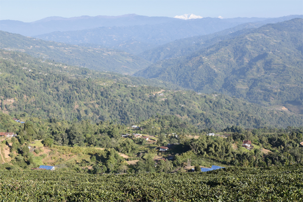 Nepali orthodox tea is on the rise Nepali orthodox tea is on the rise