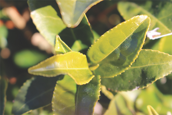 Dissecting tea – one gene at a time Dissecting tea – one gene at a time